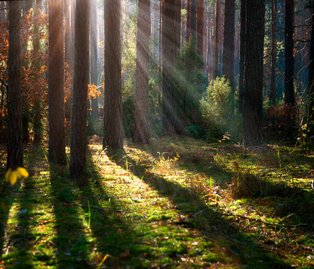 Licht und Schatten im Wald Morgensonne strahlt zwischen Baumstämmen