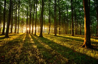 Morgensonne scheint durch den Wald Morgensonne scheint durch den Wald